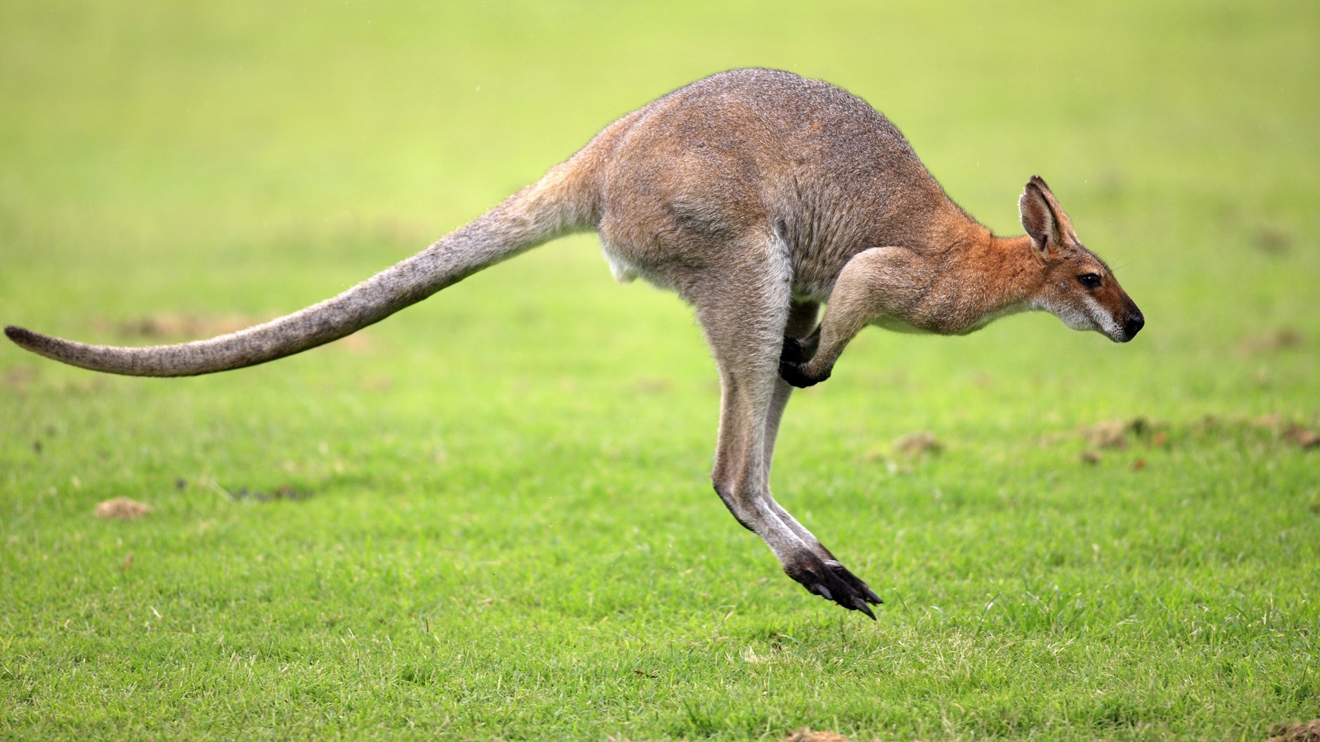 canguru, ícone australiano