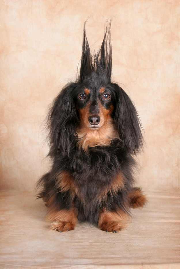 cabelo, condicionador