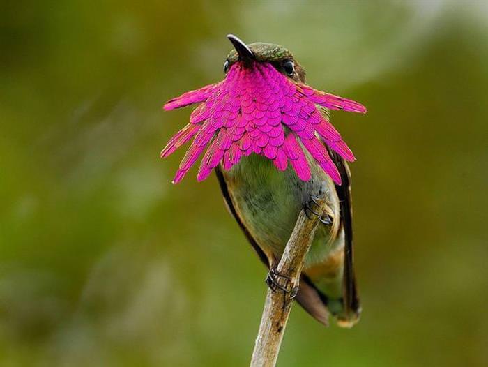 beija-flor, ave, colibri