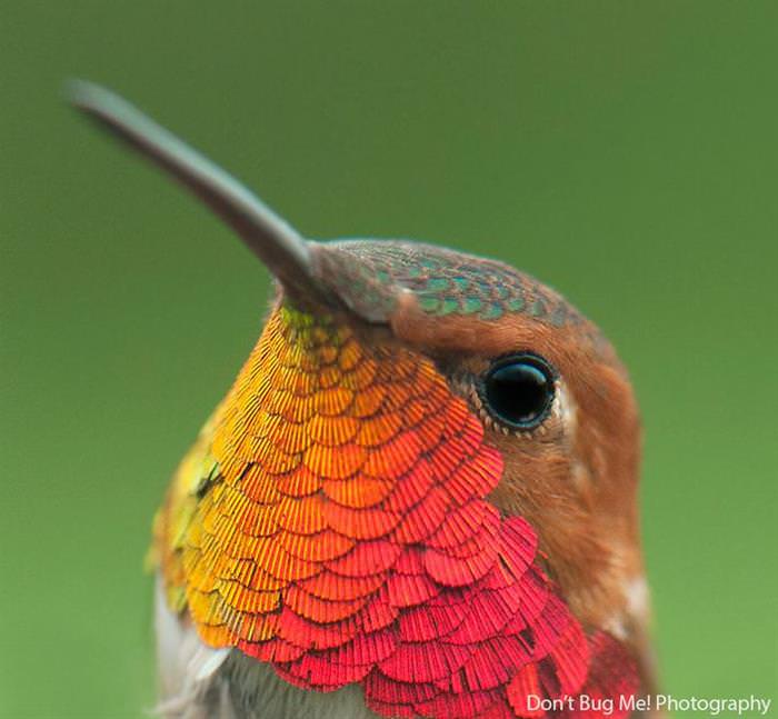beija-flor, ave, colibri