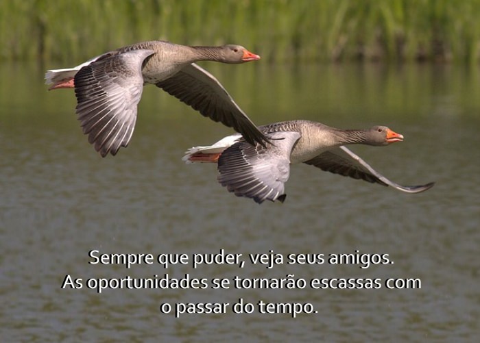 Os Segredos da Idade