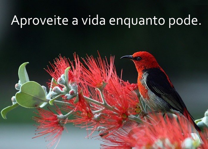 Os Segredos da Idade