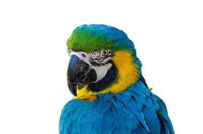 Loro Insolente