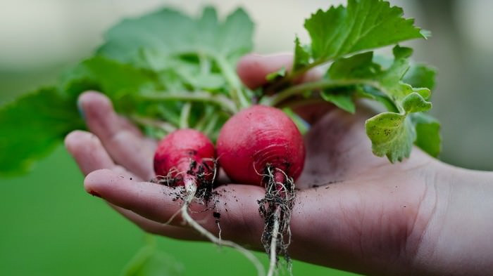 Os 10 Vegetais Mais Fáceis De Plantar Em Um Vaso