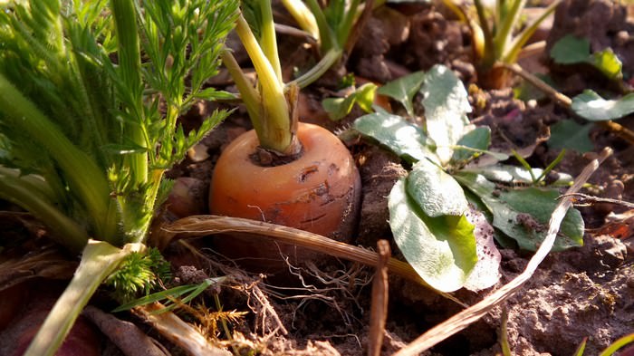 Os 10 Vegetais Mais Fáceis De Plantar Em Um Vaso