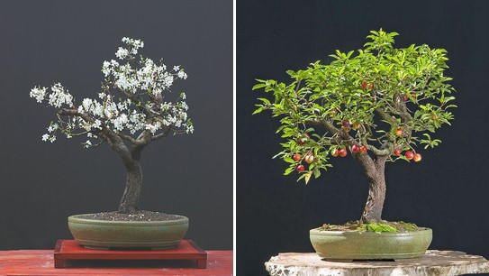bonsai, árvore, arte