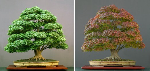 bonsai, árvore, arte