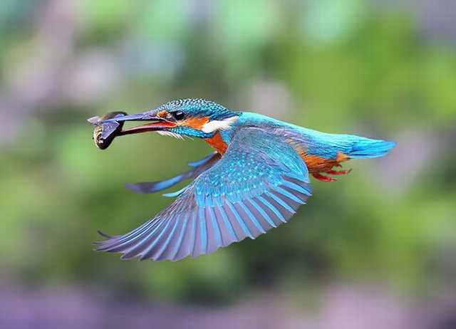 Fotos Do Mundo Selvagem