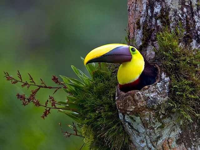 Fotos Do Mundo Selvagem