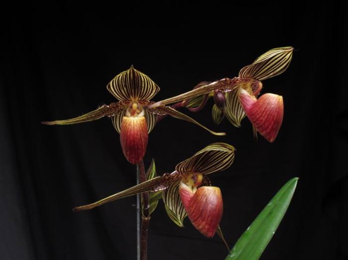 As orquídeas mais belas que você já viu