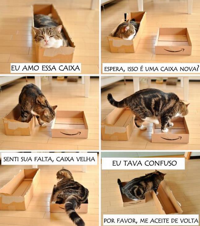 A Misteriosa Lógica dos Gatos
