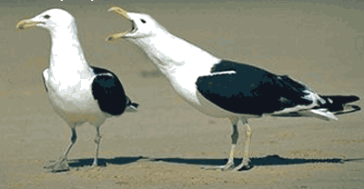 sexo das aves