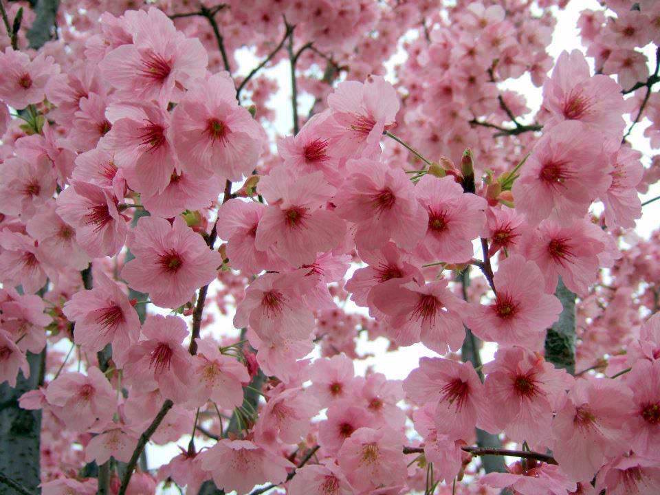 A Beleza das Flores de Pessegueiro | Natureza - TudoPorEmail