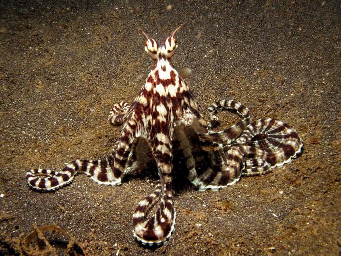 Polvo mímico da Indonésia, molusco que muda de cor e imita outros animais