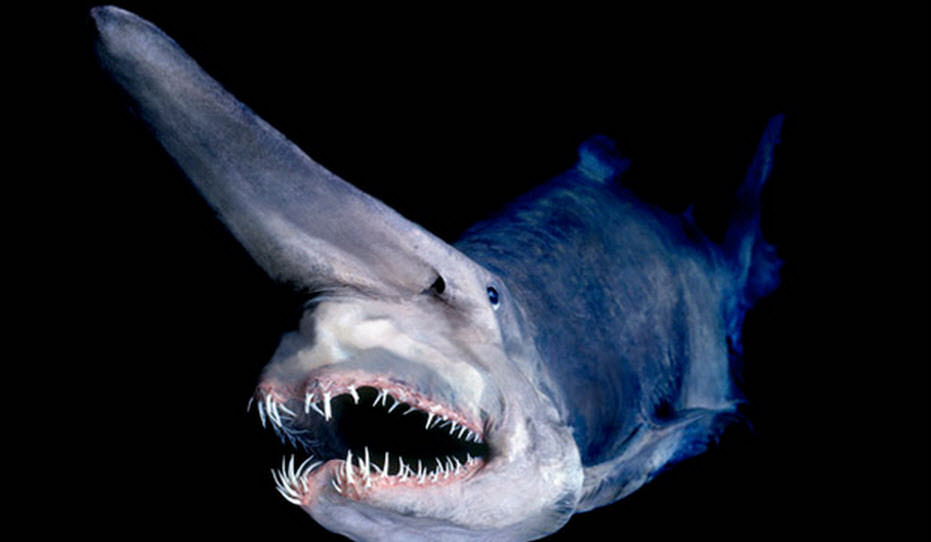 o asustador tubarão-duende