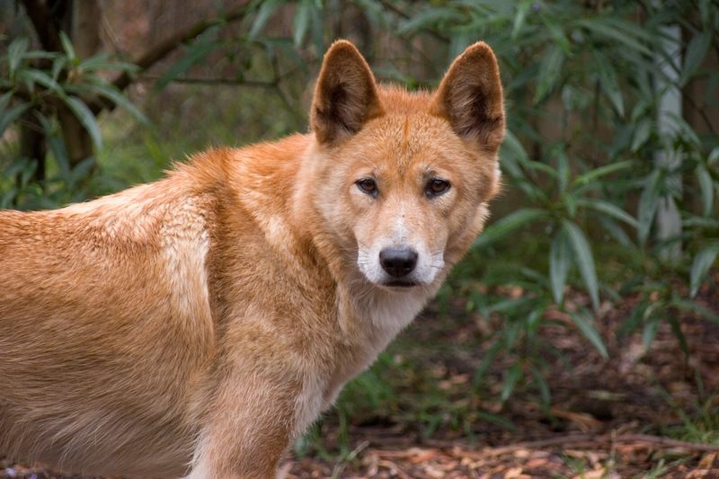 Dingo australiano, só existe na Austrália