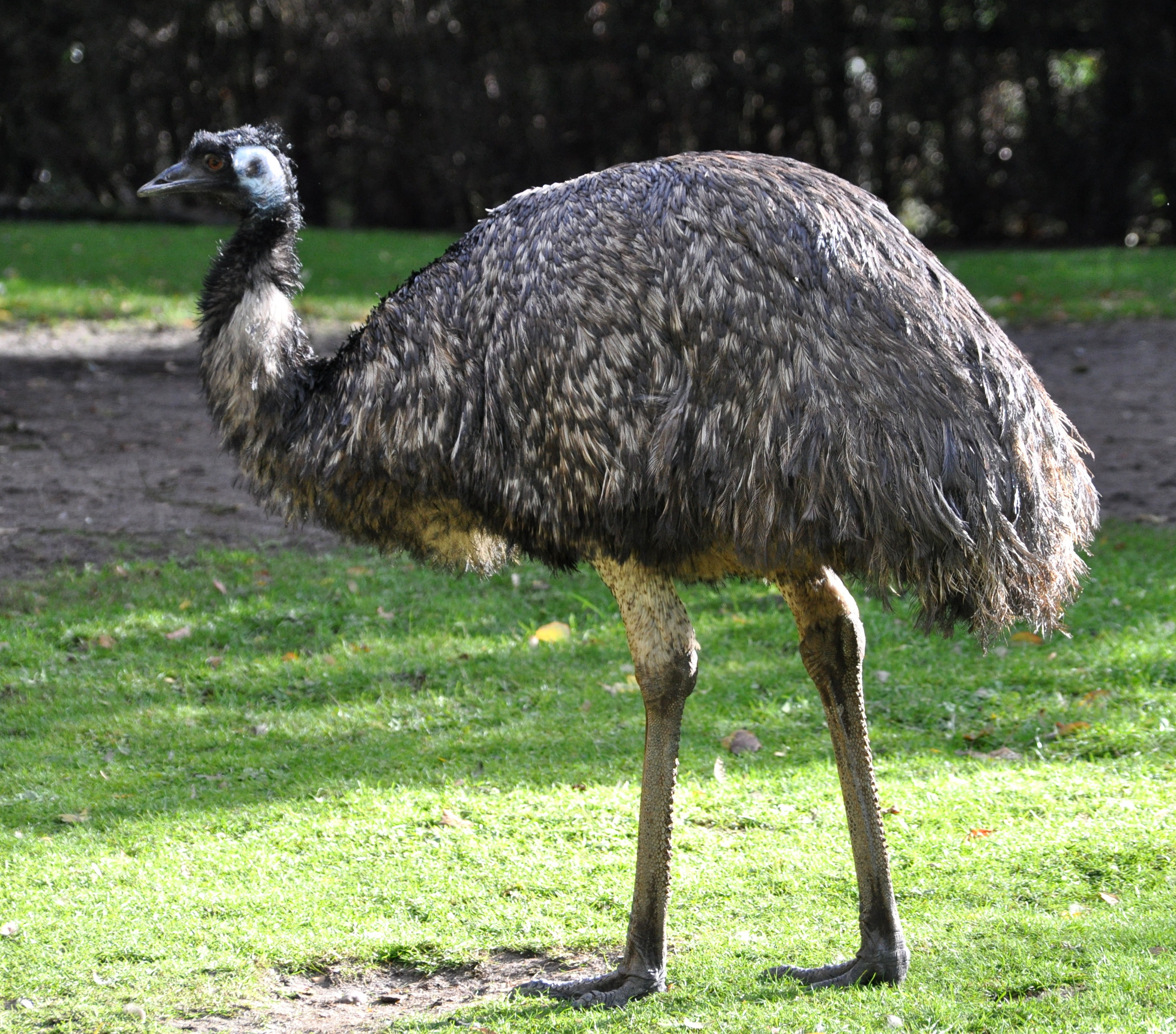 emu, ou ema australiana, terceira maior ave do mundo, encontrada só na austrália