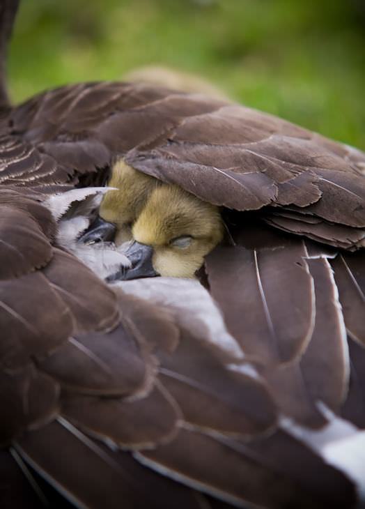 Mamães-pássaro cuidando de seus filhotes