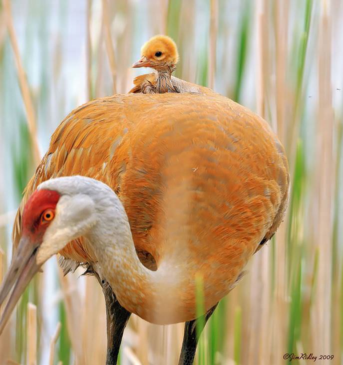 Mamães-pássaro cuidando de seus filhotes