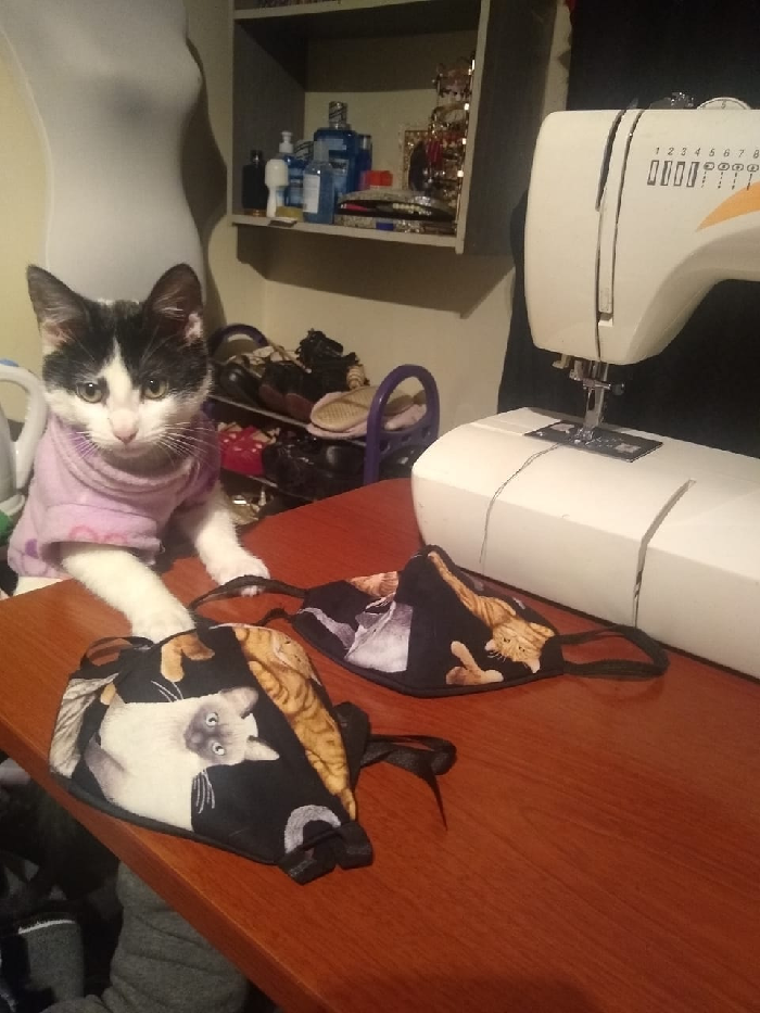 Kira, a gata costureira