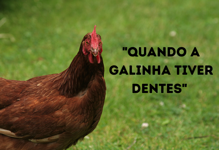 Funny Animal Phrases,hens 