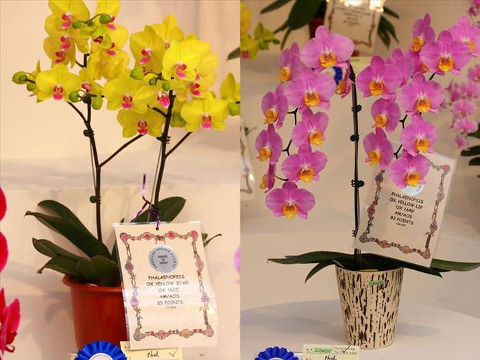 orquídeas, flores, árvores