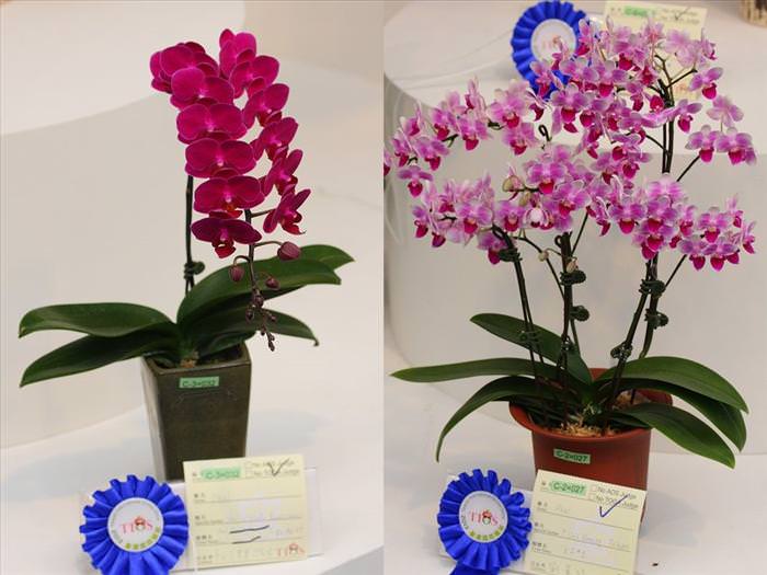 orquídeas, flores, árvores