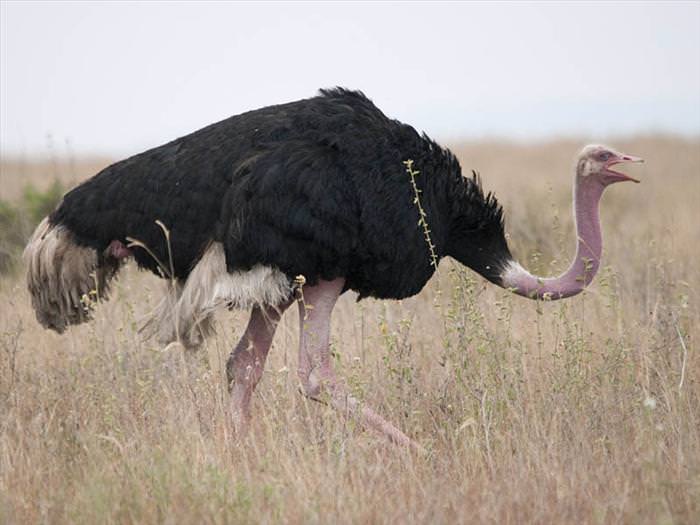 avestruzes