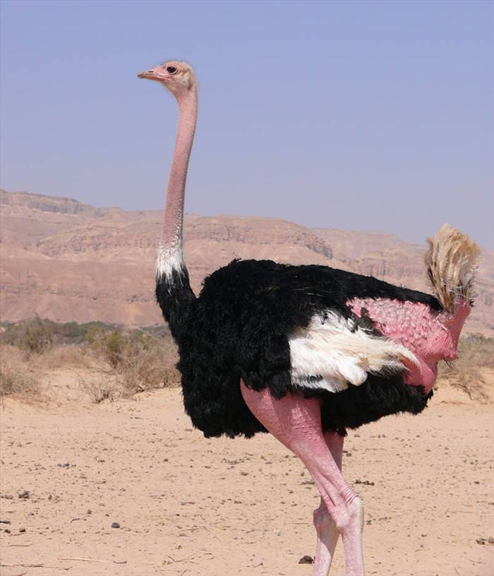 avestruzes