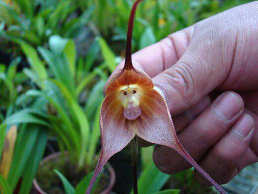 A Incrível Orquídea Macaco!