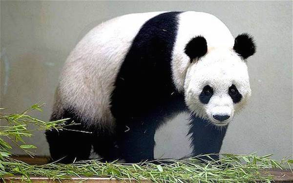 15 Interessantes Fatos Sobre os Pandas