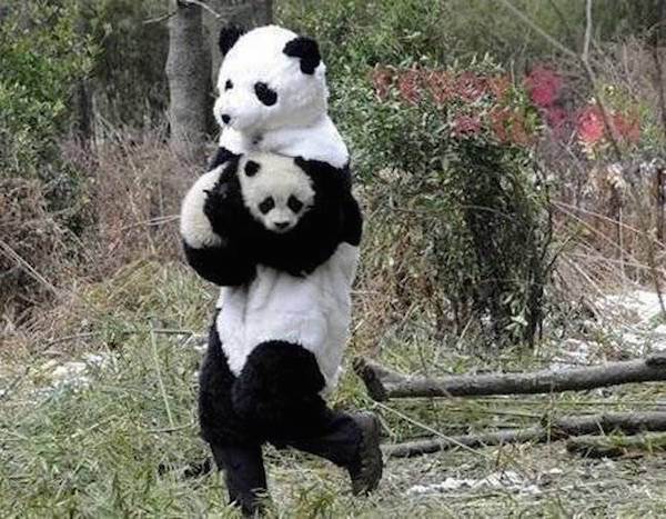 15 Interessantes Fatos Sobre os Pandas