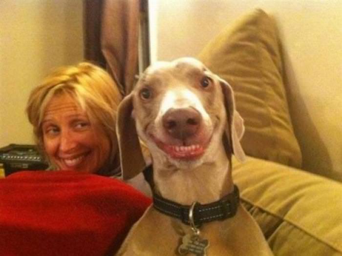 Cachorros sorridentes!
