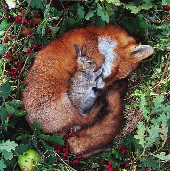 Animais fofo dormindo juntos