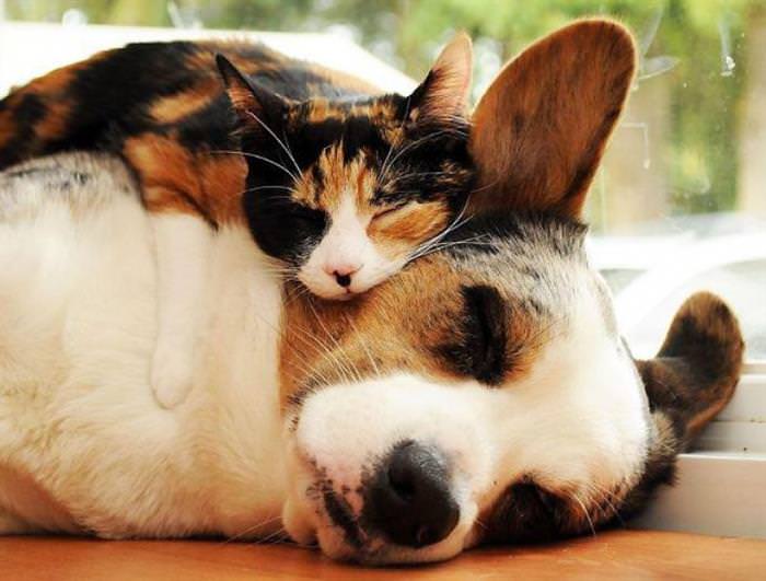 Animais fofo dormindo juntos