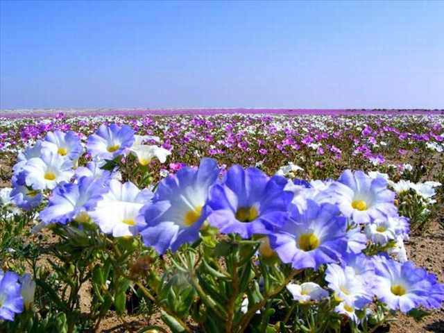Atacama, flores
