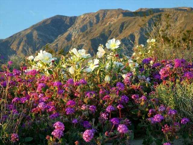 Atacama, flores
