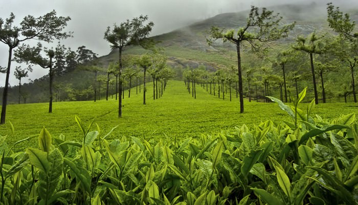 chá, plantações