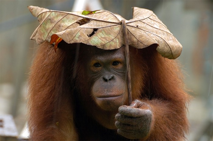 guarda-chuvas, animais