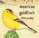 Ouça às Lindas Canções dos Pássaros Americanos