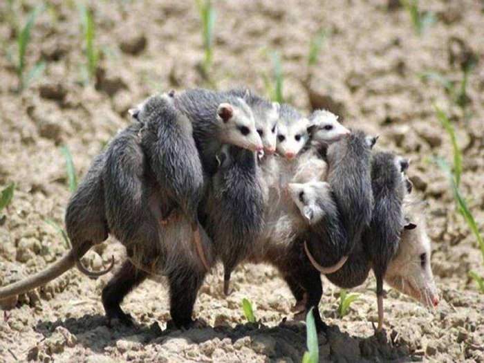Estes Retratos De Família Vão Lhe Encher o Coração