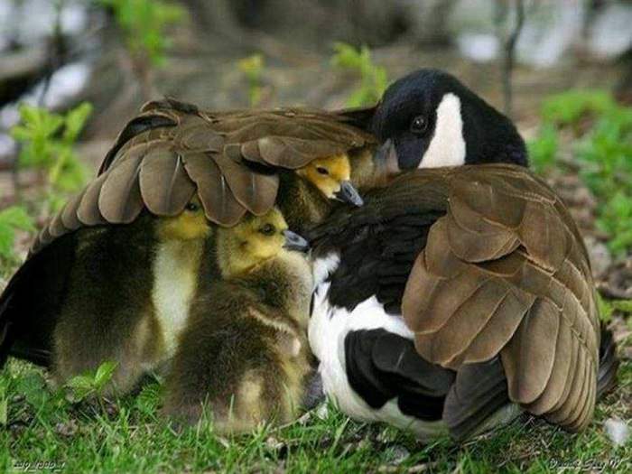 Estes Retratos De Família Vão Lhe Encher o Coração