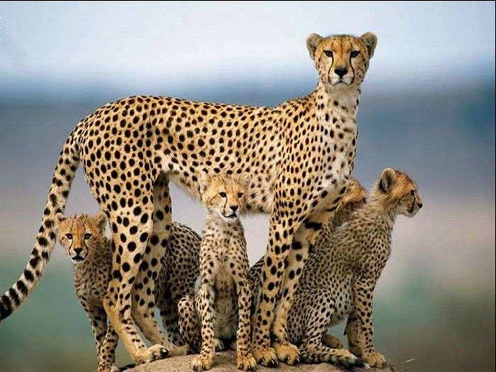 Estes Retratos De Família Vão Lhe Encher o Coração