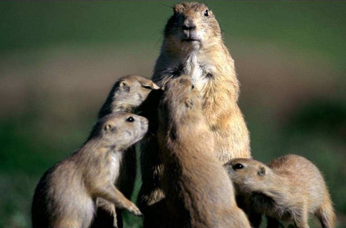 Estes Retratos De Família Vão Lhe Encher o Coração