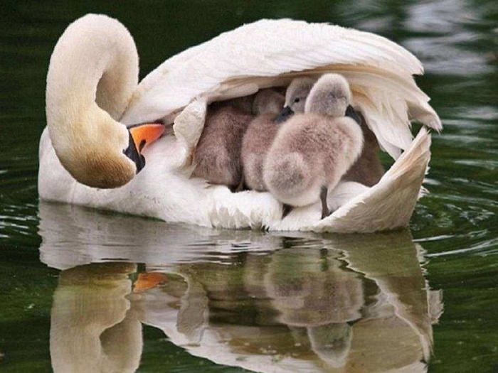 Estes Retratos De Família Vão Lhe Encher o Coração