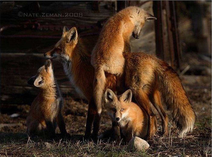 Estes Retratos De Família Vão Lhe Encher o Coração