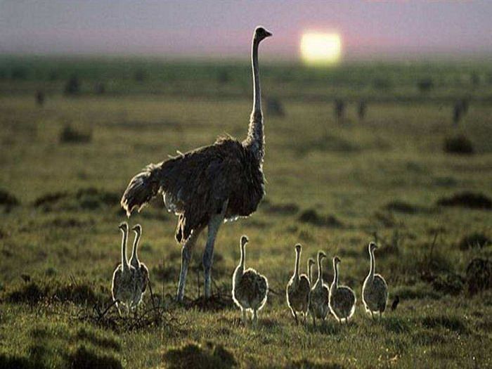 Estes Retratos De Família Vão Lhe Encher o Coração