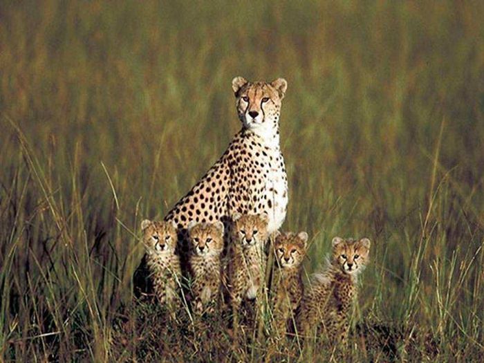 Estes Retratos De Família Vão Lhe Encher o Coração