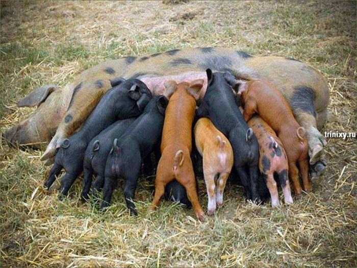 Estes Retratos De Família Vão Lhe Encher o Coração