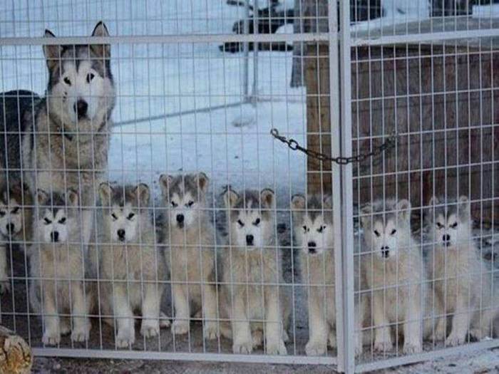 Estes Retratos De Família Vão Lhe Encher o Coração